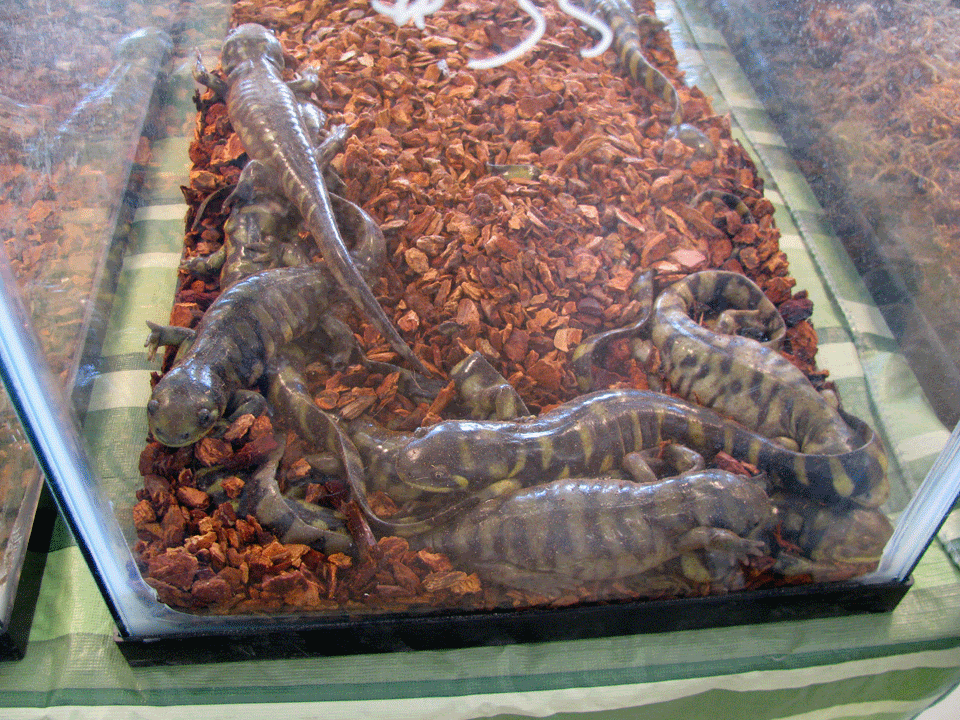 *Load Warning* 3/21/09 Carlisle Reptile Show | AquariaCentral.com